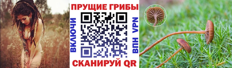 Галлюциногенные грибы Cubensis  Мышкин 